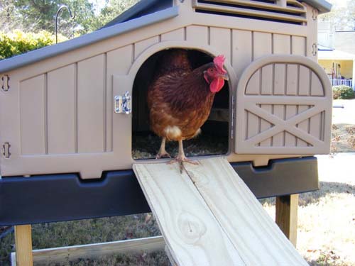 Formex Snap Lock Standard Chicken Coop (up to 4 chickens) - My Pet Chicken