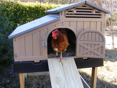 Snap Lock™ Coop Stand With Stairs